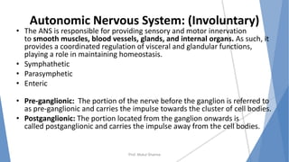 Autonomic Nervous System: (Involuntary)
• The ANS is responsible for providing sensory and motor innervation
to smooth muscles, blood vessels, glands, and internal organs. As such, it
provides a coordinated regulation of visceral and glandular functions,
playing a role in maintaining homeostasis.
• Symphathetic
• Parasymphetic
• Enteric
• Pre-ganglionic: The portion of the nerve before the ganglion is referred to
as pre-ganglionic and carries the impulse towards the cluster of cell bodies.
• Postganglionic: The portion located from the ganglion onwards is
called postganglionic and carries the impulse away from the cell bodies.
Prof. Mukul Sharma
 