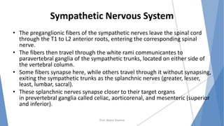 Sympathetic Nervous System
• The preganglionic fibers of the sympathetic nerves leave the spinal cord
through the T1 to L2 anterior roots, entering the corresponding spinal
nerve.
• The fibers then travel through the white rami communicantes to
paravertebral ganglia of the sympathetic trunks, located on either side of
the vertebral column.
• Some fibers synapse here, while others travel through it without synapsing,
exiting the sympathetic trunks as the splanchnic nerves (greater, lesser,
least, lumbar, sacral).
• These splanchnic nerves synapse closer to their target organs
in prevertebral ganglia called celiac, aorticorenal, and mesenteric (superior
and inferior).
Prof. Mukul Sharma
 