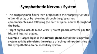 Symphathetic Nervous System
• The postganglionic fibers then project onto their target structures
either directly, or by returning through the grey ramus
communicantes and following the path of spinal nerves throughout
the body.
• Target organs include blood vessels, sweat glands, arrector pili, the
iris, and internal organs.
• Example : Target organ is the adrenal gland. Sympathetic nervous
system activity stimulates the release of epinephrine/adrenaline via
the sympathetic-adrenal medullary system.
Prof. Mukul Sharma
 
