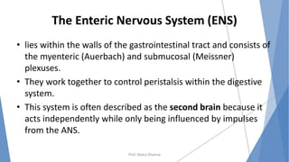 The Enteric Nervous System (ENS)
• lies within the walls of the gastrointestinal tract and consists of
the myenteric (Auerbach) and submucosal (Meissner)
plexuses.
• They work together to control peristalsis within the digestive
system.
• This system is often described as the second brain because it
acts independently while only being influenced by impulses
from the ANS.
Prof. Mukul Sharma
 