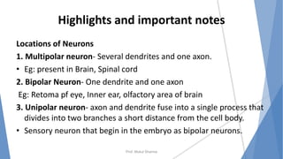 Highlights and important notes
Locations of Neurons
1. Multipolar neuron- Several dendrites and one axon.
• Eg: present in Brain, Spinal cord
2. Bipolar Neuron- One dendrite and one axon
Eg: Retoma pf eye, Inner ear, olfactory area of brain
3. Unipolar neuron- axon and dendrite fuse into a single process that
divides into two branches a short distance from the cell body.
• Sensory neuron that begin in the embryo as bipolar neurons.
Prof. Mukul Sharma
 