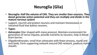 Neuroglia (Glia)
• Neuroglia: Half the volume of CNS. They are smaller than neurons. They
donot generate action potential and they can multiply and divide in the
mature nervous system
• support, nourish and protect neurons and maintain homeostasis in
intestinal fluid that bathes neurons.
• Types:
• Astrocytes (Star shaped with many process), Maintain environment for
generation of nerve impulse, provide nutrients to neurons, help in blood
brain barrier.
• Oligodendriocytes: small than astrocytes with fewer process, round and
oval body. Form supporting network around CNS network, produce myline
shealth.
Prof. Mukul Sharma
 