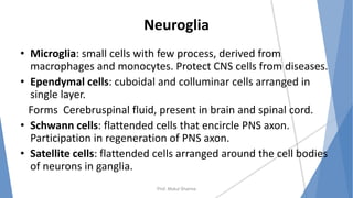 Neuroglia
• Microglia: small cells with few process, derived from
macrophages and monocytes. Protect CNS cells from diseases.
• Ependymal cells: cuboidal and colluminar cells arranged in
single layer.
Forms Cerebruspinal fluid, present in brain and spinal cord.
• Schwann cells: flattended cells that encircle PNS axon.
Participation in regeneration of PNS axon.
• Satellite cells: flattended cells arranged around the cell bodies
of neurons in ganglia.
Prof. Mukul Sharma
 