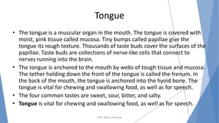 Tongue
• The tongue is a muscular organ in the mouth. The tongue is covered with
moist, pink tissue called mucosa. Tiny bumps called papillae give the
tongue its rough texture. Thousands of taste buds cover the surfaces of the
papillae. Taste buds are collections of nerve-like cells that connect to
nerves running into the brain.
• The tongue is anchored to the mouth by webs of tough tissue and mucosa.
The tether holding down the front of the tongue is called the frenum. In
the back of the mouth, the tongue is anchored into the hyoid bone. The
tongue is vital for chewing and swallowing food, as well as for speech.
• The four common tastes are sweet, sour, bitter, and salty.
• Tongue is vital for chewing and swallowing food, as well as for speech.
Prof. Mukul Sharma
 