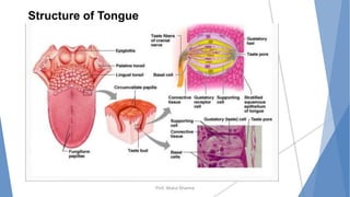 Prof. Mukul Sharma
Structure of Tongue
 