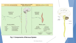 Prof. Mukul Sharma
Fig 1: Components of Nervous System
 
