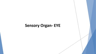 Sensory Organ- EYE
 