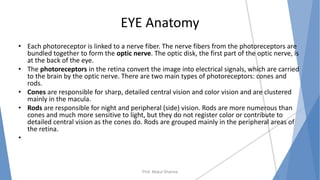 EYE Anatomy
• Each photoreceptor is linked to a nerve fiber. The nerve fibers from the photoreceptors are
bundled together to form the optic nerve. The optic disk, the first part of the optic nerve, is
at the back of the eye.
• The photoreceptors in the retina convert the image into electrical signals, which are carried
to the brain by the optic nerve. There are two main types of photoreceptors: cones and
rods.
• Cones are responsible for sharp, detailed central vision and color vision and are clustered
mainly in the macula.
• Rods are responsible for night and peripheral (side) vision. Rods are more numerous than
cones and much more sensitive to light, but they do not register color or contribute to
detailed central vision as the cones do. Rods are grouped mainly in the peripheral areas of
the retina.
•
Prof. Mukul Sharma
 