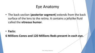 Eye Anatomy
• The back section (posterior segment) extends from the back
surface of the lens to the retina. It contains a jellylike fluid
called the vitreous humor.
• Facts:
6 Millions Cones and 120 Millions Rods present in each eye.
Prof. Mukul Sharma
 
