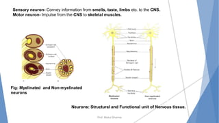 Prof. Mukul Sharma
Neurons: Structural and Functional unit of Nervous tissue.
Fig: Myelinated and Non-myelinated
neurons
Sensory neuron- Convey information from smells, taste, limbs etc. to the CNS.
Motor neuron- Impulse from the CNS to skeletal muscles.
 