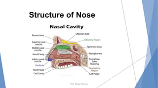 Prof. Mukul Sharma
Structure of Nose
 