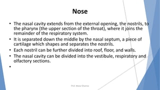 Nose
• The nasal cavity extends from the external opening, the nostrils, to
the pharynx (the upper section of the throat), where it joins the
remainder of the respiratory system.
• It is separated down the middle by the nasal septum, a piece of
cartilage which shapes and separates the nostrils.
• Each nostril can be further divided into roof, floor, and walls.
• The nasal cavity can be divided into the vestibule, respiratory and
olfactory sections.
•
Prof. Mukul Sharma
 
