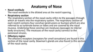Anatomy of Nose
• Nasal vestibule
The nasal vestibule is the dilated area at the nostril opening.
• Respiratory section
The respiratory section of the nasal cavity refers to the passages through
which air travels into the respiratory system. The respiratory section of
each nostril contains four conchae (protrusions or bumps) which are also
referred to as turbinate bones or lobes and are covered by the nasal
mucosa. Underlying these conchae are meatuses (passages to interior
body structures). The meatuses of the nasal cavity connect to the
paranasal sinuses.
• Olfactory region
The olfactory receptors (receptors for smell sensations) are found in this
section of the nasal cavity. Bowman’s glands are also found in this section
of the nasal cavity.
Prof. Mukul Sharma
 