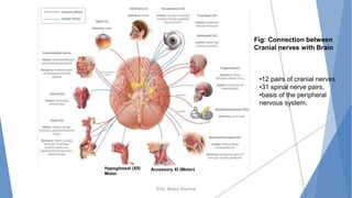 Prof. Mukul Sharma
Hypoglossal (XII)
Motor
Accessory XI (Motor)
Fig: Connection between
Cranial nerves with Brain
•12 pairs of cranial nerves
•31 spinal nerve pairs,
•basis of the peripheral
nervous system.
 