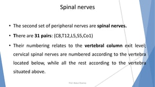 Spinal nerves
• The second set of peripheral nerves are spinal nerves.
• There are 31 pairs: (C8,T12,L5,S5,Co1)
• Their numbering relates to the vertebral column exit level;
cervical spinal nerves are numbered according to the vertebra
located below, while all the rest according to the vertebra
situated above.
Prof. Mukul Sharma
 