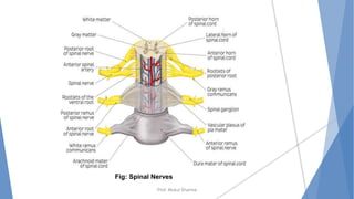 Prof. Mukul Sharma
Fig: Spinal Nerves
 