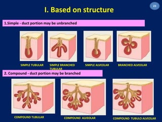 I. Based on structure 
1.Simple - duct portion may be unbranched 
SIMPLE TUBULAR SIMPLE BRANCHED 
TUBULAR 
2. Compound - duct portion may be branched 
SIMPLE ALVEOLAR BRANCHED ALVEOLAR 
23 
COMPOUND TUBULAR COMPOUND ALVEOLAR COMPOUND TUBULO ALVEOLAR 
 