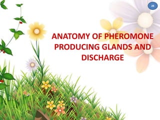 ANATOMY OF PHEROMONE 
PRODUCING GLANDS AND 
DISCHARGE 
26 
 