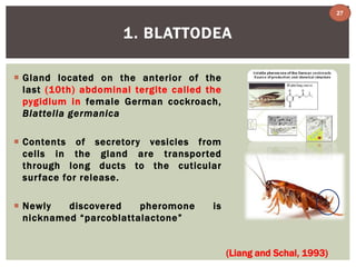 1. BLATTODEA 
 Gland located on the anterior of the 
last (10th) abdominal tergite called the 
pygidium in female German cockroach, 
Blattella germanica 
 Contents of secretory vesicles from 
cells in the gland are transpor ted 
through long ducts to the cuticular 
sur face for release. 
 Newly discovered pheromone is 
nicknamed “parcoblattalactone” 
(Liang and Schal, 1993) 
27 
 