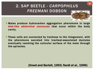 2. SAP BEETLE - CARPOPHILUS 
FREEMANI DOBSON 
 Males produce hydrocarbon aggregation pheromone in large 
disk-like abdominal oenocytes that occur within the body 
cavity. 
 These cel ls are connected by tracheae to the integument, with 
the pheromone secreted into tracheal -associated ductules 
eventually reaching the cuticular sur face of the male through 
the spiracles. 
(Dowd and Bartelt, 1993; Nardi et al., 1996) 
29 
 