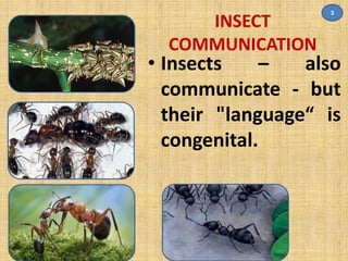 INSECT 
COMMUNICATION 
3 
• Insects – also 
communicate - but 
their "language“ is 
congenital. 
 