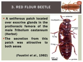 3. RED FLOUR BEETLE 
 A setiferous patch located 
over exocrine glands in the 
prothoracic femora of the 
male Tribolium castaneum 
(Herbst) 
The secretion from this 
patch was attractive to 
both sexes 
(Faustini et al., 1982) 
30 
 