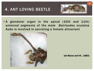 4. ANT LOVING BEETLE 
31 
 A glandular organ in the apical (10th and 11th) 
antennal segments of the male Batrisodes oculatus 
Aube is involved in secreting a female attractant 
(de Marzo and Vit , 1983) 
 