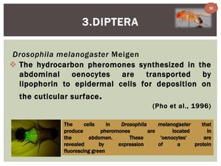 32 
Drosophila melanogaster Meigen 
 The hydrocarbon pheromones synthesized in the 
abdominal oenocytes are transported by 
lipophorin to epidermal cells for deposition on 
the cuticular surface. 
(Pho et al., 1996) 
3.DIPTERA 
The cells in Drosophila melanogaster that 
produce pheromones are located in 
the abdomen. These 'oenocytes' are 
revealed by expression of a protein 
fluorescing green 
 