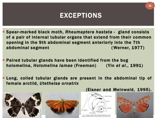 EXCEPTIONS 
35 
 Spear-marked black moth, Rheumaptera hastata - gland consists 
of a pair of internal tubular organs that extend f rom their common 
opening in the 9th abdominal segment anteriorly into the 7th 
abdominal segment (Werner, 1977) 
 Paired tubular glands have been identified f rom the bog 
holomelina, Holomelina lamae (Freeman) (Yin et al . , 1991) 
 Long, coiled tubular glands are present in the abdominal tip of 
female arctiid, Utetheisa ornatrix 
(Eisner and Meinwald, 1995) . 
 