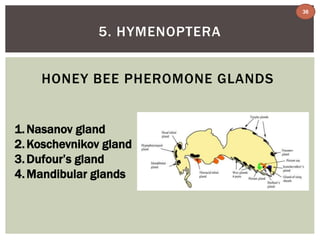 5. HYMENOPTERA 
HONEY BEE PHEROMONE GLANDS 
1.Nasanov gland 
2.Koschevnikov gland 
3. Dufour’s gland 
4.Mandibular glands 
36 
 