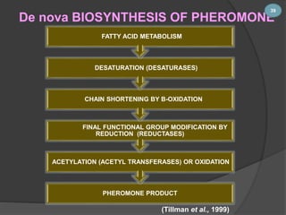 De nova BIOSYNTHESIS OF PHEROMONE 
FATTY ACID METABOLISM 
DESATURATION (DESATURASES) 
CHAIN SHORTENING BY Β-OXIDATION 
FINAL FUNCTIONAL GROUP MODIFICATION BY 
REDUCTION (REDUCTASES) 
ACETYLATION (ACETYL TRANSFERASES) OR OXIDATION 
PHEROMONE PRODUCT 
(Tillman et al., 1999) 
39 
 