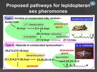 Proposed pathways for lepidopteran 
sex pheromones 
40 
 