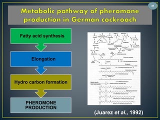 Fatty acid synthesis 
Elongation 
Hydro carbon formation 
PHEROMONE 
PRODUCTION 
(Juarez et al., 1992) 
41 
 