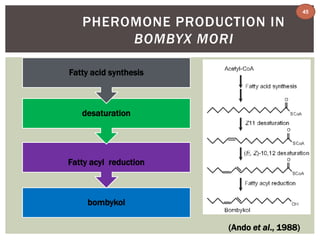 PHEROMONE PRODUCTION IN 
BOMBYX MORI 
Fatty acid synthesis 
desaturation 
Fatty acyl reduction 
bombykol 
(Ando et al., 1988) 
45 
 