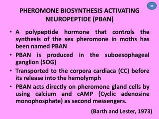PHEROMONE BIOSYNTHESIS ACTIVATING 
NEUROPEPTIDE (PBAN) 
• A polypeptide hormone that controls the 
synthesis of the sex pheromone in moths has 
been named PBAN 
• PBAN is produced in the suboesophageal 
ganglion (SOG) 
• Transported to the corpora cardiaca (CC) before 
its release into the hemolymph 
• PBAN acts directly on pheromone gland cells by 
using calcium and cAMP (Cyclic adenosine 
monophosphate) as second messengers. 
49 
(Barth and Lester, 1973) 
 