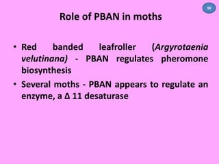 Role of PBAN in moths 
50 
• Red banded leafroller (Argyrotaenia 
velutinana) - PBAN regulates pheromone 
biosynthesis 
• Several moths - PBAN appears to regulate an 
enzyme, a Δ 11 desaturase 
 