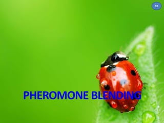 PHEROMONE BLENDING 
51 
 