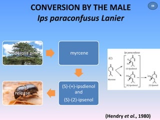 CONVERSION BY THE MALE 
Ips paraconfusus Lanier 
ponderosa pine myrcene 
(S)-(+)-ipsdienol 
and 
(S)-(2)-ipsenol 
release 
(Hendry et al., 1980) 
59 
 