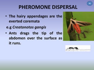 PHEROMONE DISPERSAL 
• The hairy appendages are the 
everted coremata 
e.g Creatonotos gangis 
• Ants drags the tip of the 
abdomen over the surface as 
it runs. 
63 
 