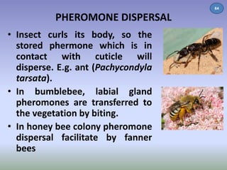PHEROMONE DISPERSAL 
• Insect curls its body, so the 
stored phermone which is in 
contact with cuticle will 
disperse. E.g. ant (Pachycondyla 
tarsata). 
• In bumblebee, labial gland 
pheromones are transferred to 
the vegetation by biting. 
• In honey bee colony pheromone 
dispersal facilitate by fanner 
bees 
64 
 