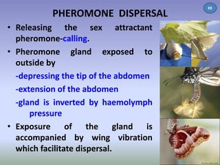PHEROMONE DISPERSAL 65 
• Releasing the sex attractant 
pheromone-calling. 
• Pheromone gland exposed to 
outside by 
-depressing the tip of the abdomen 
-extension of the abdomen 
-gland is inverted by haemolymph 
pressure 
• Exposure of the gland is 
accompanied by wing vibration 
which facilitate dispersal. 
 