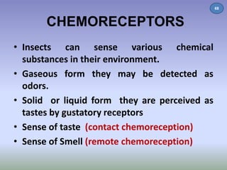 CHEMORECEPTORS 
• Insects can sense various chemical 
substances in their environment. 
• Gaseous form they may be detected as 
odors. 
• Solid or liquid form they are perceived as 
tastes by gustatory receptors 
• Sense of taste (contact chemoreception) 
• Sense of Smell (remote chemoreception) 
68 
 