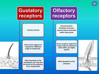 Gustatory 
receptors 
sensory neurons 
Each neuron appears to 
respond to a different 
range of compounds 
Most abundant on the 
mouthparts, but may also 
be found on the antennae, 
tarsi, and genitalia 
Olfactory 
receptors 
numerous pores. 
Dendrites of sensory 
neurons branch profusely 
within these pores 
Some receptors respond to 
a wide range of substances 
while others are highly 
specific 
Most abundant on the 
antennae 
69 
 