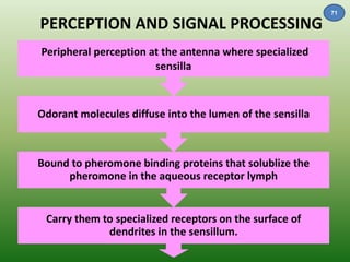 PERCEPTION AND SIGNAL PROCESSING 
Peripheral perception at the antenna where specialized 
sensilla 
Odorant molecules diffuse into the lumen of the sensilla 
Bound to pheromone binding proteins that solublize the 
pheromone in the aqueous receptor lymph 
Carry them to specialized receptors on the surface of 
dendrites in the sensillum. 
71 
 
