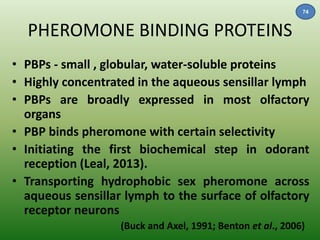 PHEROMONE BINDING PROTEINS 
74 
• PBPs - small , globular, water-soluble proteins 
• Highly concentrated in the aqueous sensillar lymph 
• PBPs are broadly expressed in most olfactory 
organs 
• PBP binds pheromone with certain selectivity 
• Initiating the first biochemical step in odorant 
reception (Leal, 2013). 
• Transporting hydrophobic sex pheromone across 
aqueous sensillar lymph to the surface of olfactory 
receptor neurons 
(Buck and Axel, 1991; Benton et al., 2006) 
 