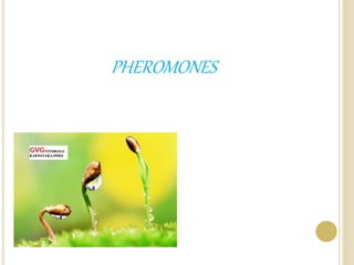 PHEROMONES
 