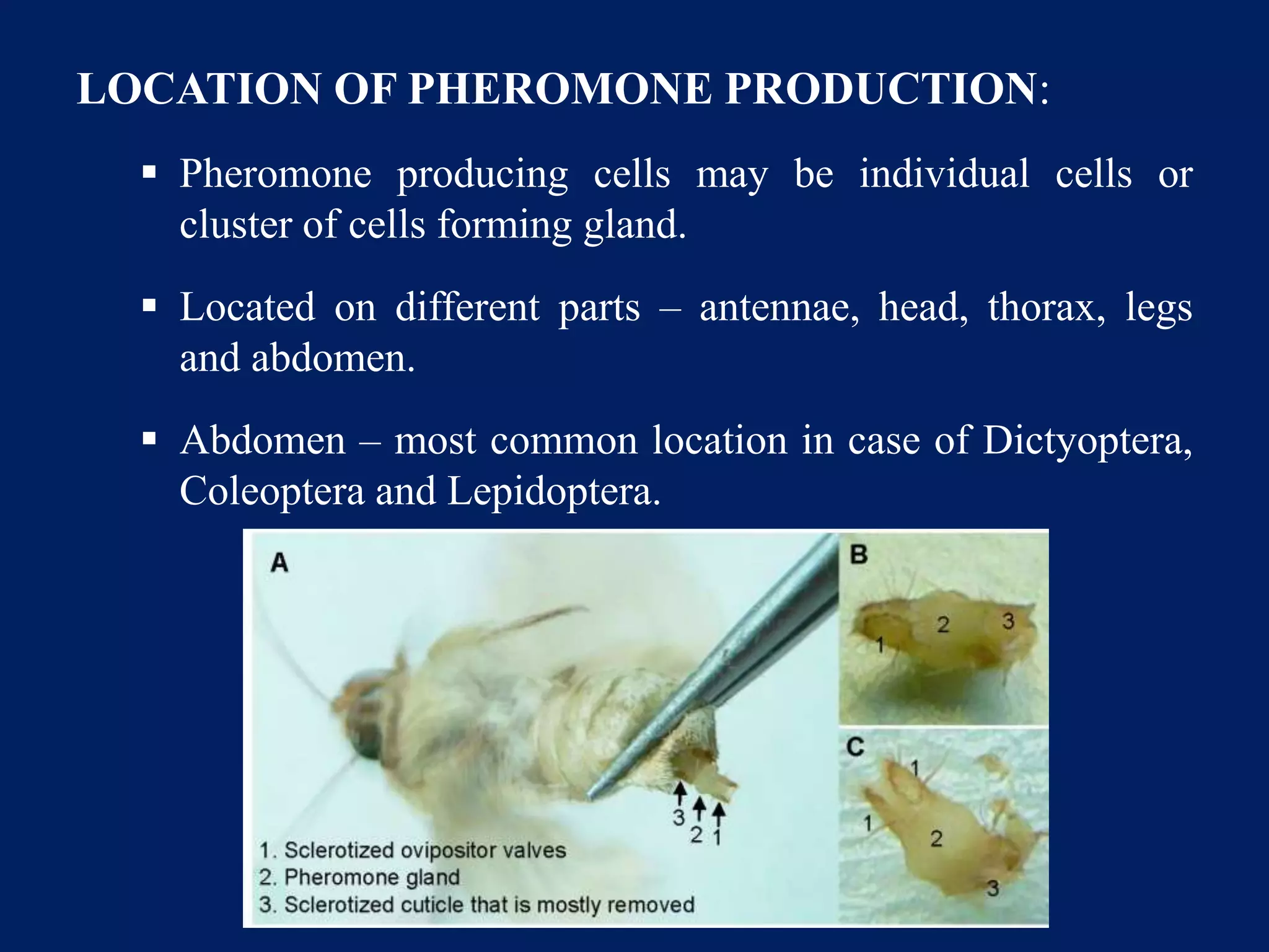 LOCATION OF PHEROMONE PRODUCTION:
 Pheromone producing cells may be individual cells or
cluster of cells forming gland.
 Located on different parts – antennae, head, thorax, legs
and abdomen.
 Abdomen – most common location in case of Dictyoptera,
Coleoptera and Lepidoptera.
 