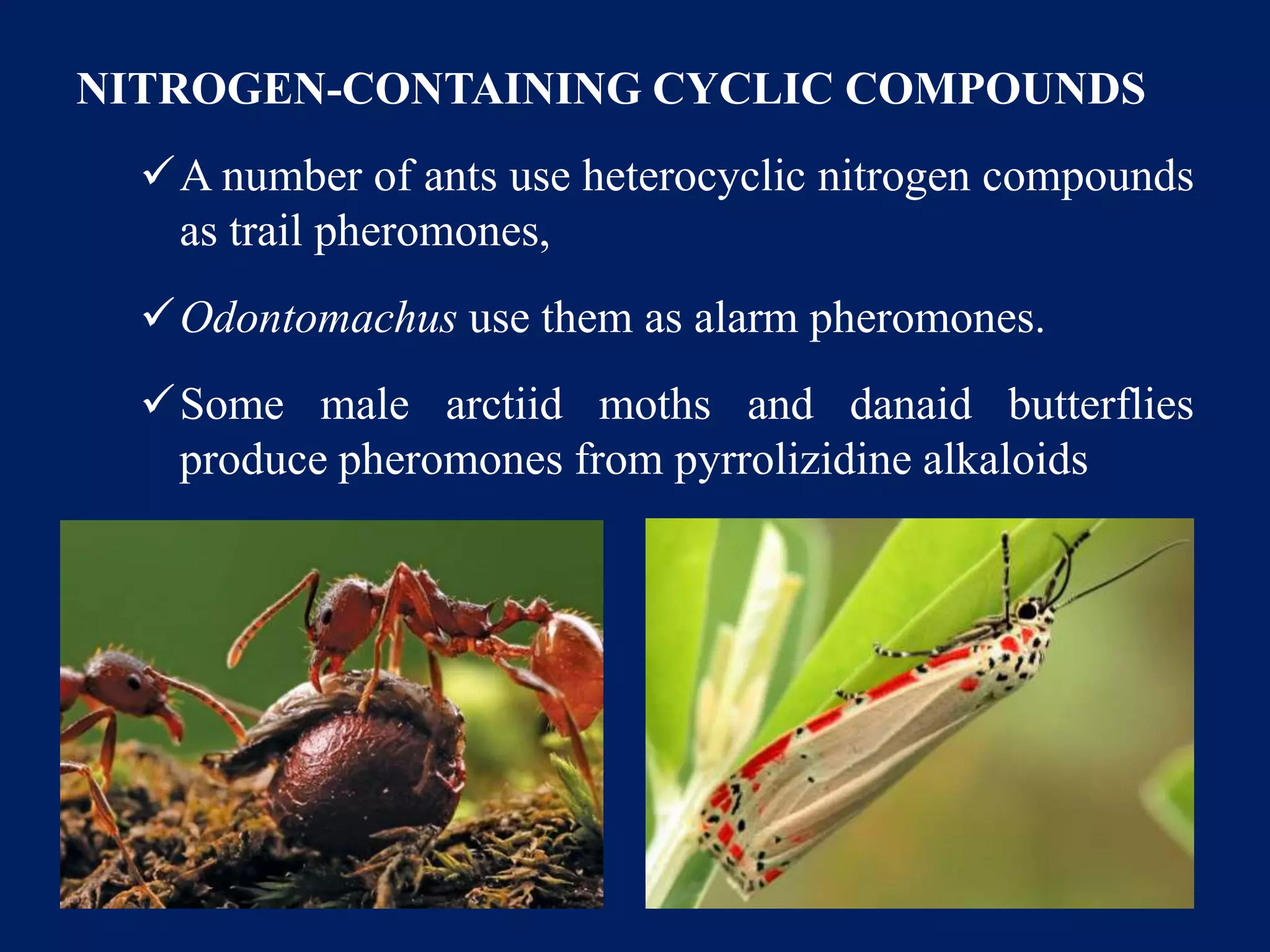 NITROGEN-CONTAINING CYCLIC COMPOUNDS
A number of ants use heterocyclic nitrogen compounds
as trail pheromones,
Odontomachus use them as alarm pheromones.
Some male arctiid moths and danaid butterflies
produce pheromones from pyrrolizidine alkaloids
 