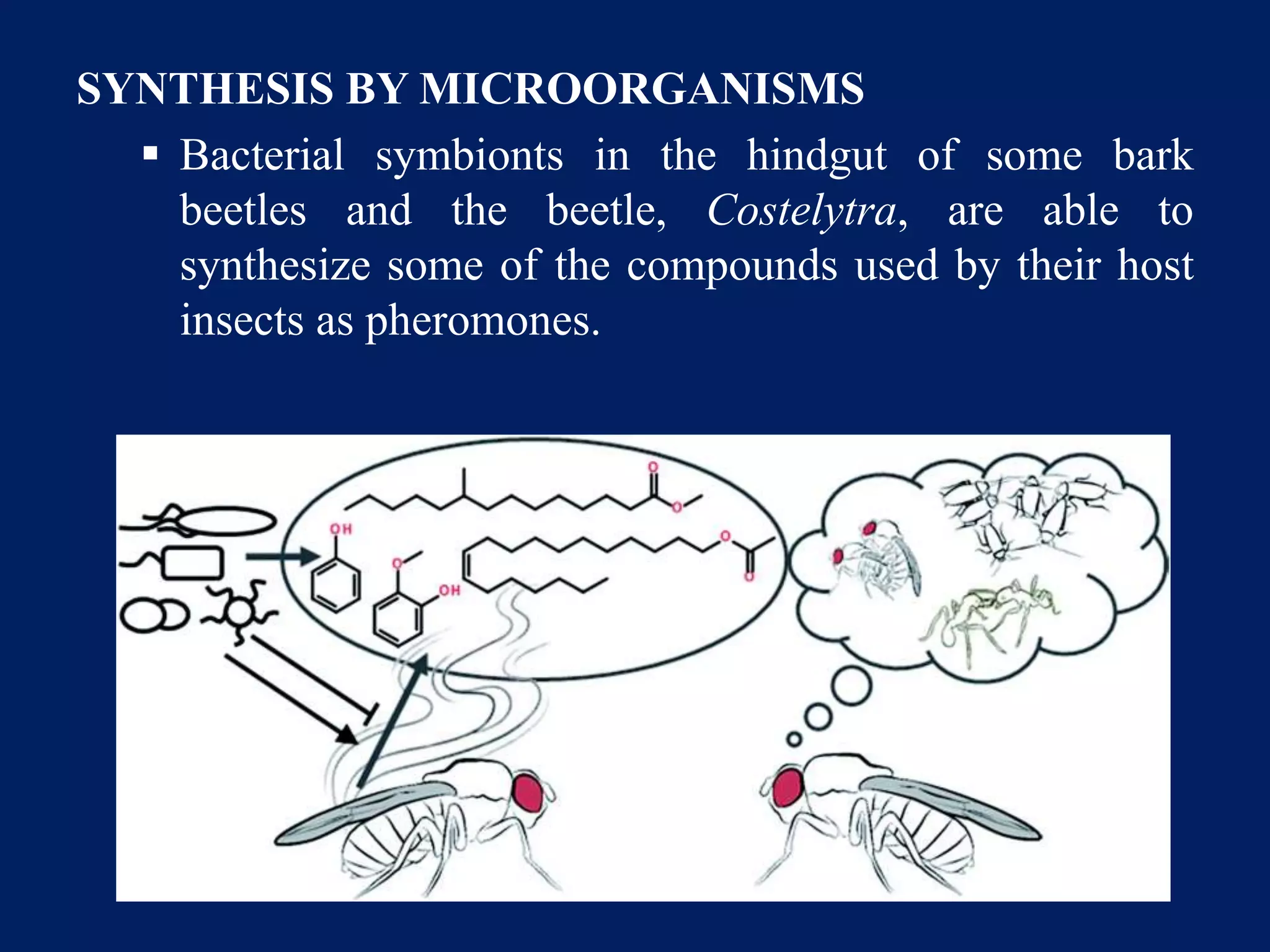 SYNTHESIS BY MICROORGANISMS
 Bacterial symbionts in the hindgut of some bark
beetles and the beetle, Costelytra, are able to
synthesize some of the compounds used by their host
insects as pheromones.
 