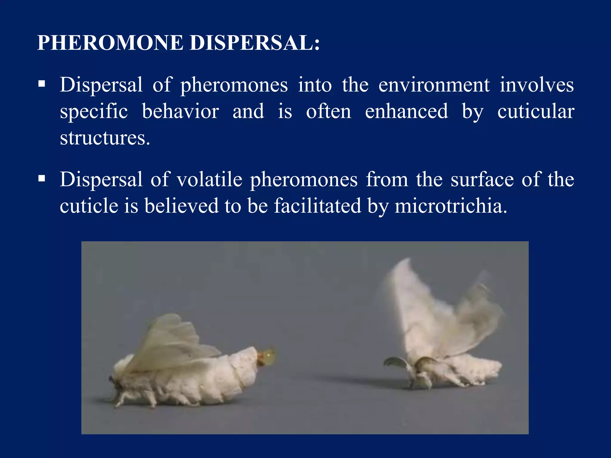 PHEROMONE DISPERSAL:
 Dispersal of pheromones into the environment involves
specific behavior and is often enhanced by cuticular
structures.
 Dispersal of volatile pheromones from the surface of the
cuticle is believed to be facilitated by microtrichia.
 